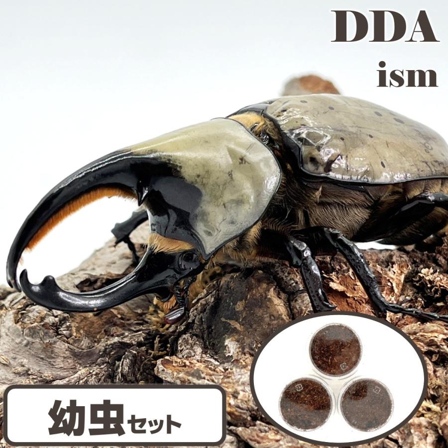 グラントシロカブト3齢　10ヶ月　30g、22g グラントシロカブト3令幼虫オス2匹セット 今ならカブト専用マット10L1袋付