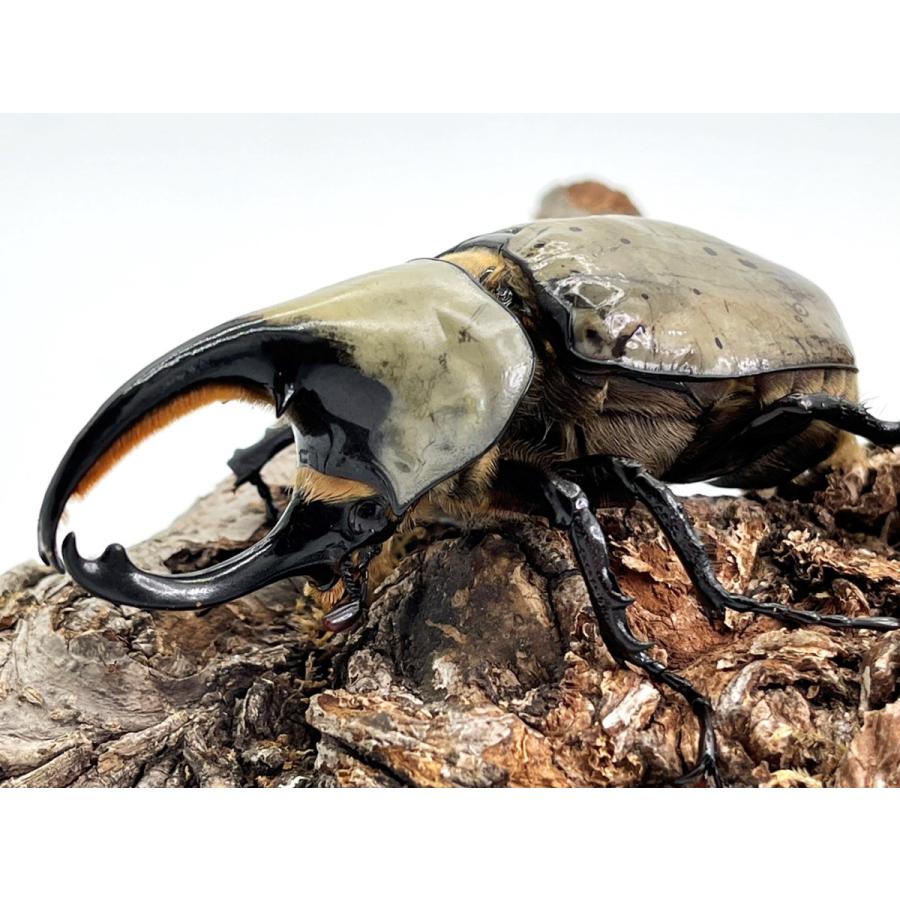 グラントシロカブト幼虫5頭セット Amazon | 【生体】グラントシロカブトムシ 幼虫 5匹セット（グラント