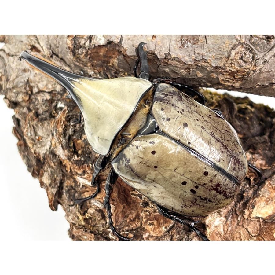 グラントシロカブト幼虫5頭セット Yahoo!オークション - 「グラントシロカブト幼虫」幼虫 (カブトムシ