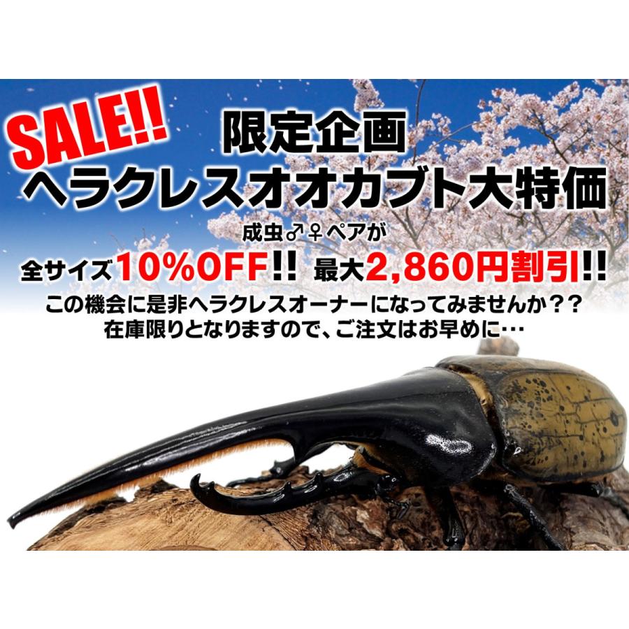 10％OFF！最大2,860円割引／ヘラクレスオオカブト 成虫 ペア ♂115