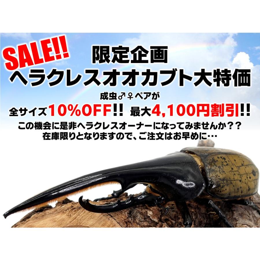 10％OFF！最大4,100円割引／ヘラクレスオオカブト 成虫 ペア ♂115