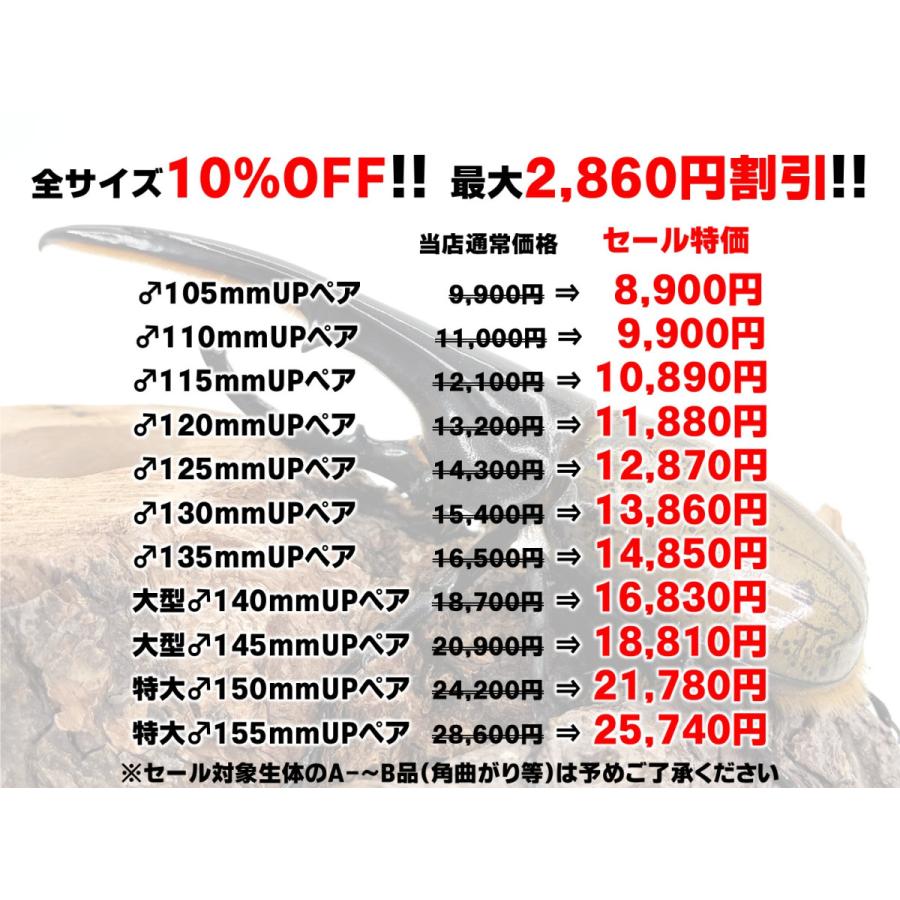 10％OFF！最大2,860円割引／ヘラクレスオオカブト 成虫 ペア ♂115