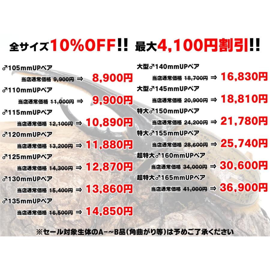 10％OFF！最大4,100円割引／ヘラクレスオオカブト 成虫 ペア ♂115 