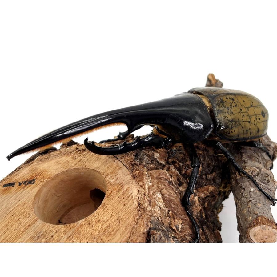 最終値下げ　ヘラクレスオオカブト160mmペア Amazon.co.jp: ヘラクレスオオカブト160mmペア : ペット用品