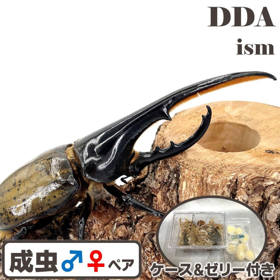 ＼10％OFF 最大2,860円割引／ ヘラクレスオオカブト 成虫 ペア 特大♂150〜154mm プレゼント付き dda カブトムシ 生体 の商品画像
