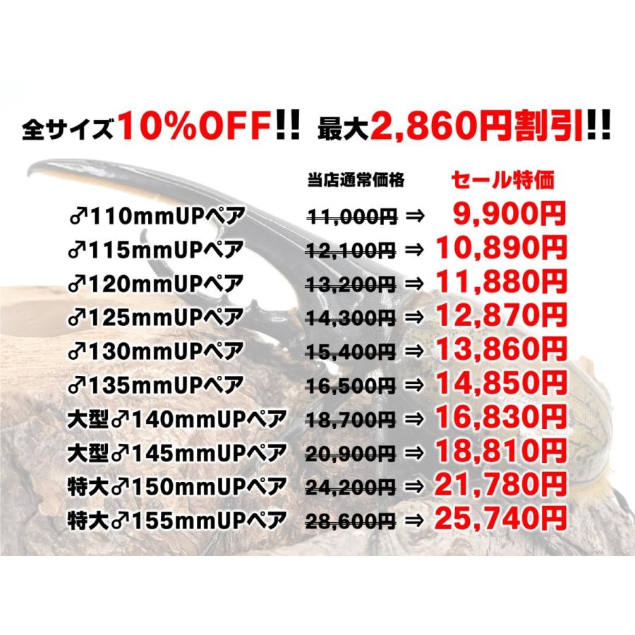 ＼10%OFF 最大2,860円割引／昆虫の王様 ヘラクレスオオカブト 成虫 ペア 特大♂150〜154mm プレゼント付き dda カブトムシ 生体｜ddaism-yshopping｜03