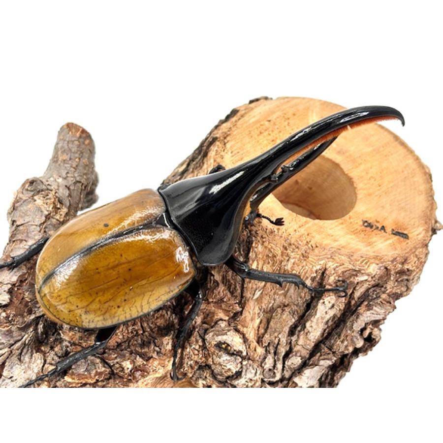 美麗亜種 ヘラクレス・エクアトリアヌス 成虫 ペア ♂130mmUP