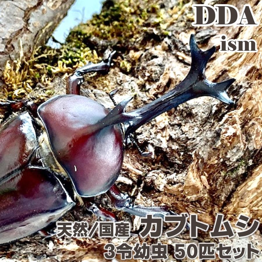 カブトムシの幼虫　50匹セット 天然 国産 カブトムシ 3令 幼虫 50匹 セット dda 生体 : DDAism ヤフー