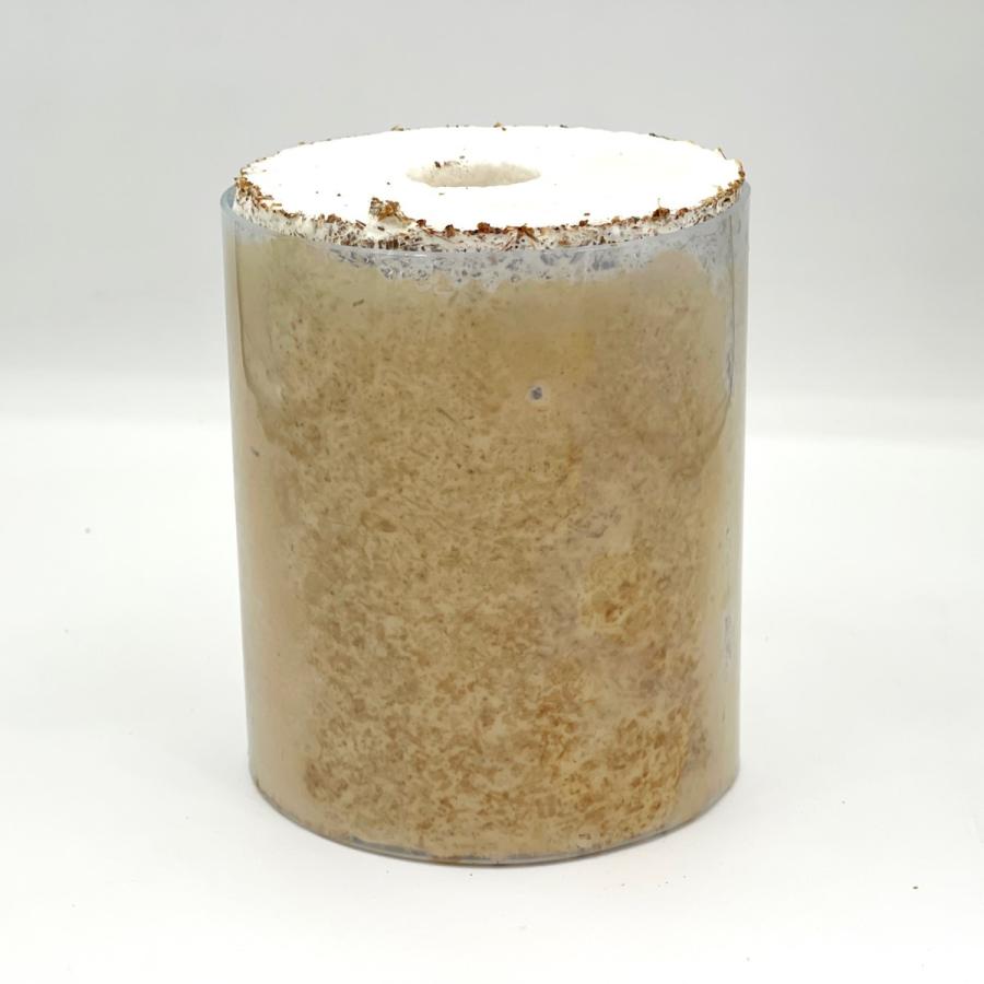 タランドゥスオオツヤ 1♀54個採卵 カワラ菌床材L 加水,下処理