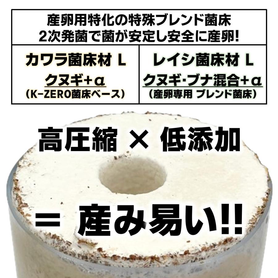 タランドゥスオオツヤ 1♀54個採卵 カワラ菌床材L 加水,下処理不要