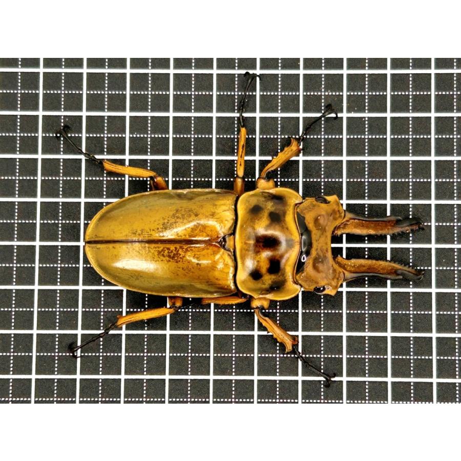 K-ZERO ブロック クヌギ 100%×カワラ菌 dda クワガタ 幼虫 菌糸