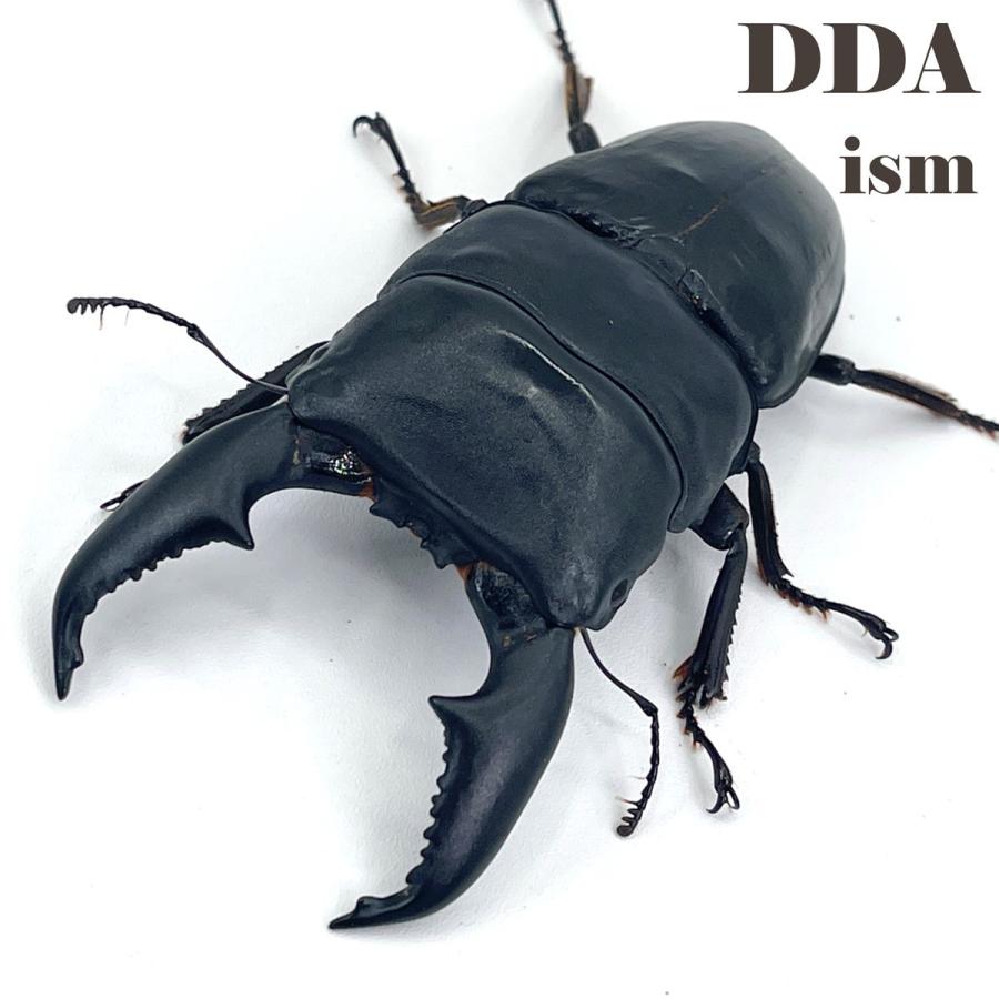 K.D.T血統 超特大サイズ ♂108.3-37.0-38.0mm ♀56.5mm スマトラ