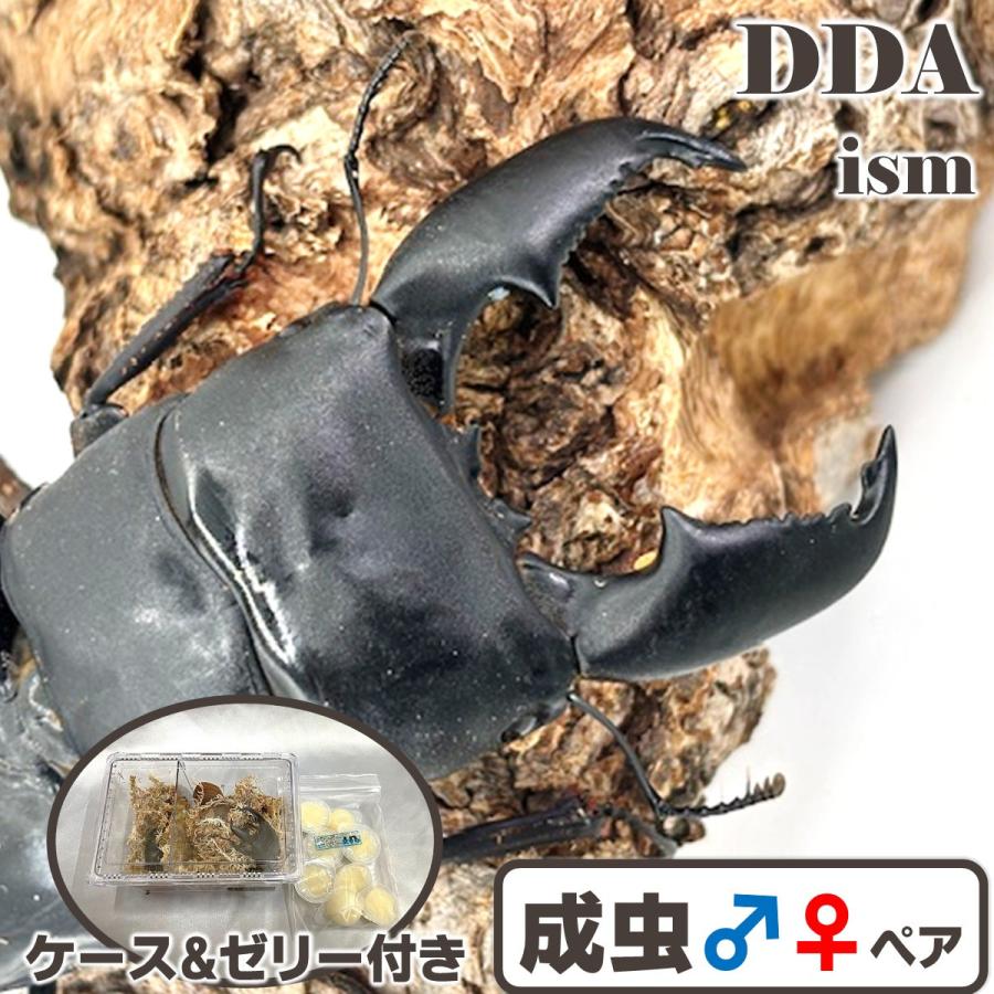 シリアルカード付き KDT／ 即ブリ KDTライン〜 顎太♂105.9-36.7-38.3