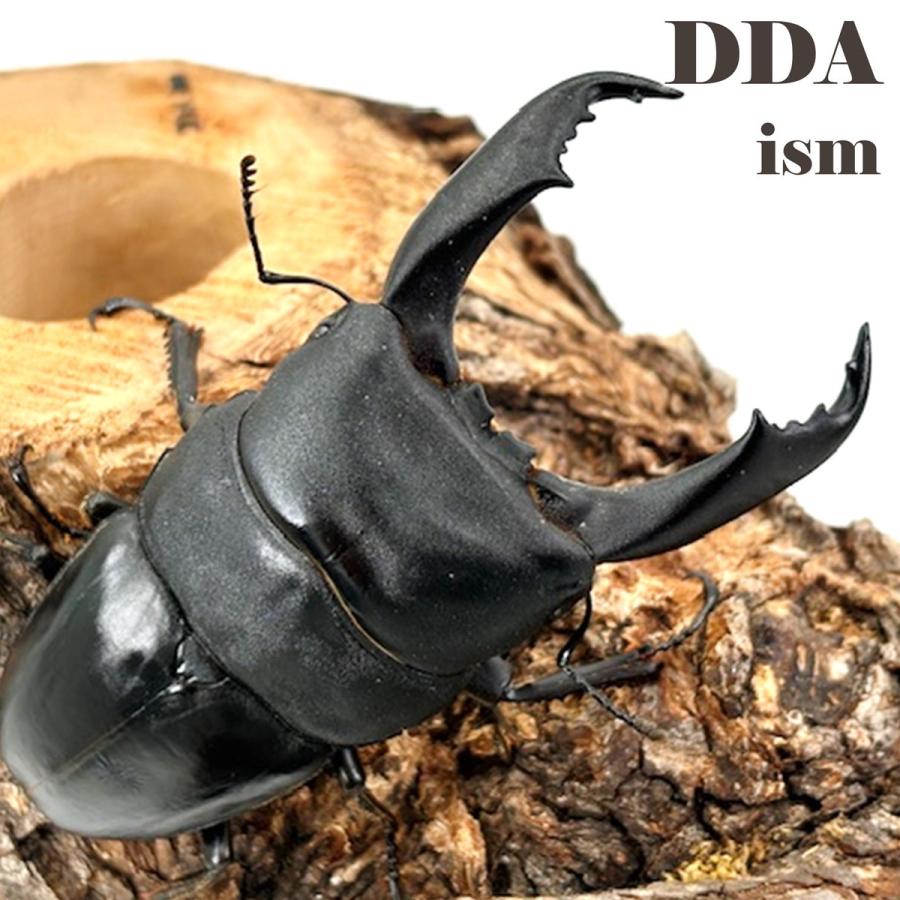 キングテイオウ ヒラタ 成虫ペア ♂96mmUP ペア プレゼント付き dda 