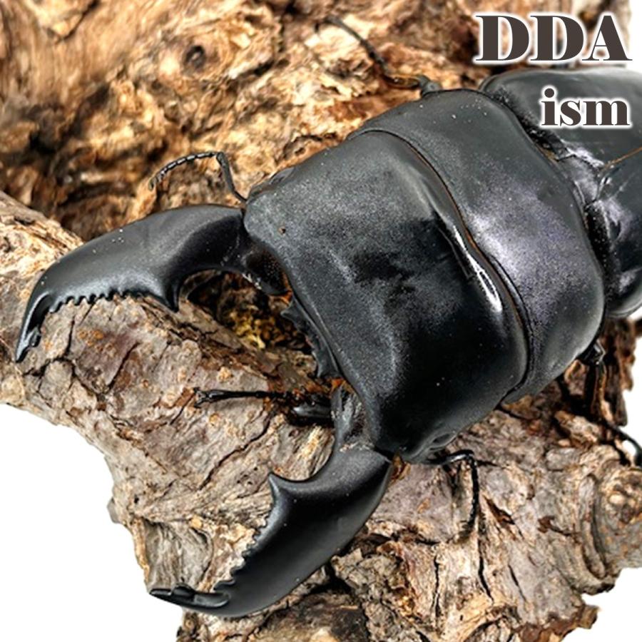 シリアルカード付き kuniスマトラΦライン／ kuni109.1(98Φ)〜 ♂100.6