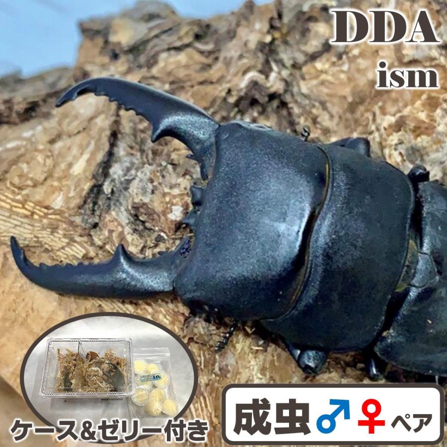 特大♂70mm ペア) 北九州 ヒラタクワガタ 成虫 プレゼント付き dda