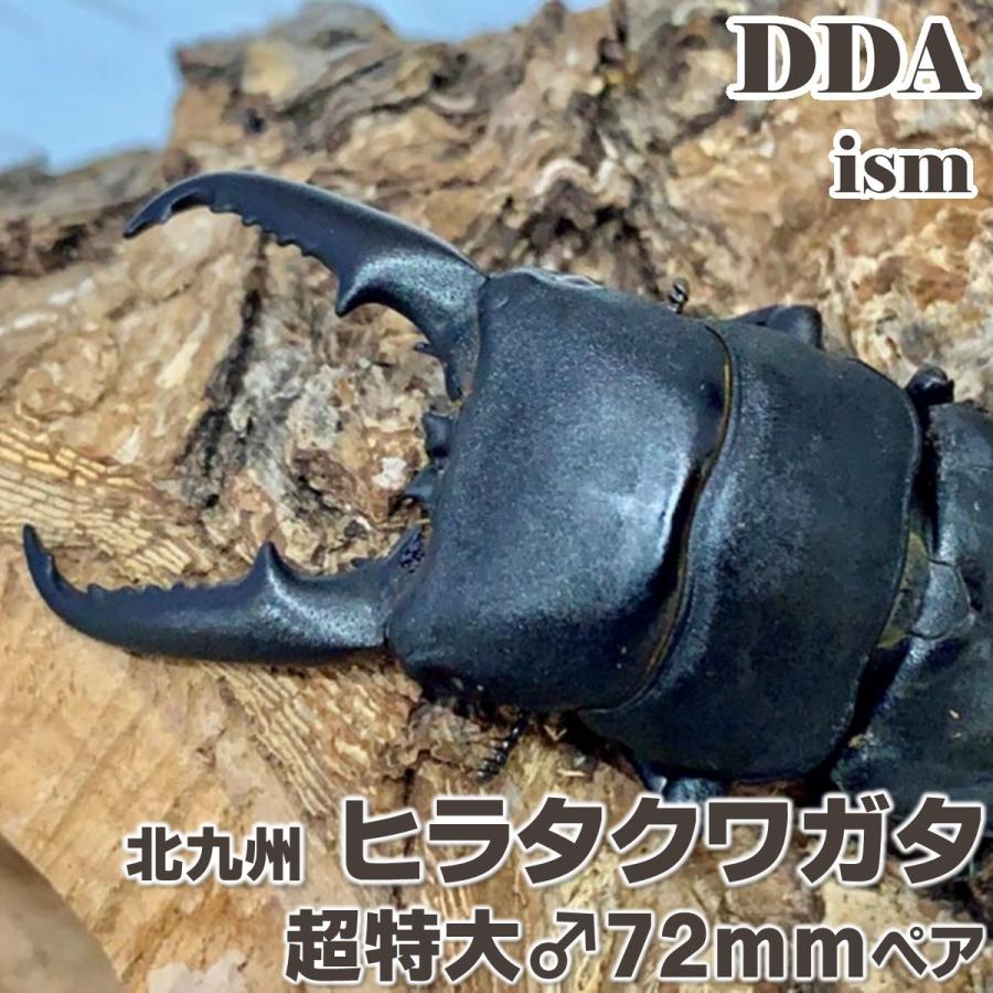 北九州 ヒラタクワガタ 成虫 超特大♂72mm ペア プレゼント付き dda