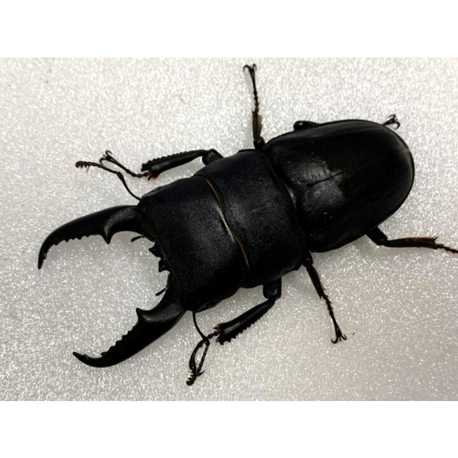 北九州 ヒラタクワガタ 成虫 超特大♂72mm ペア プレゼント付き