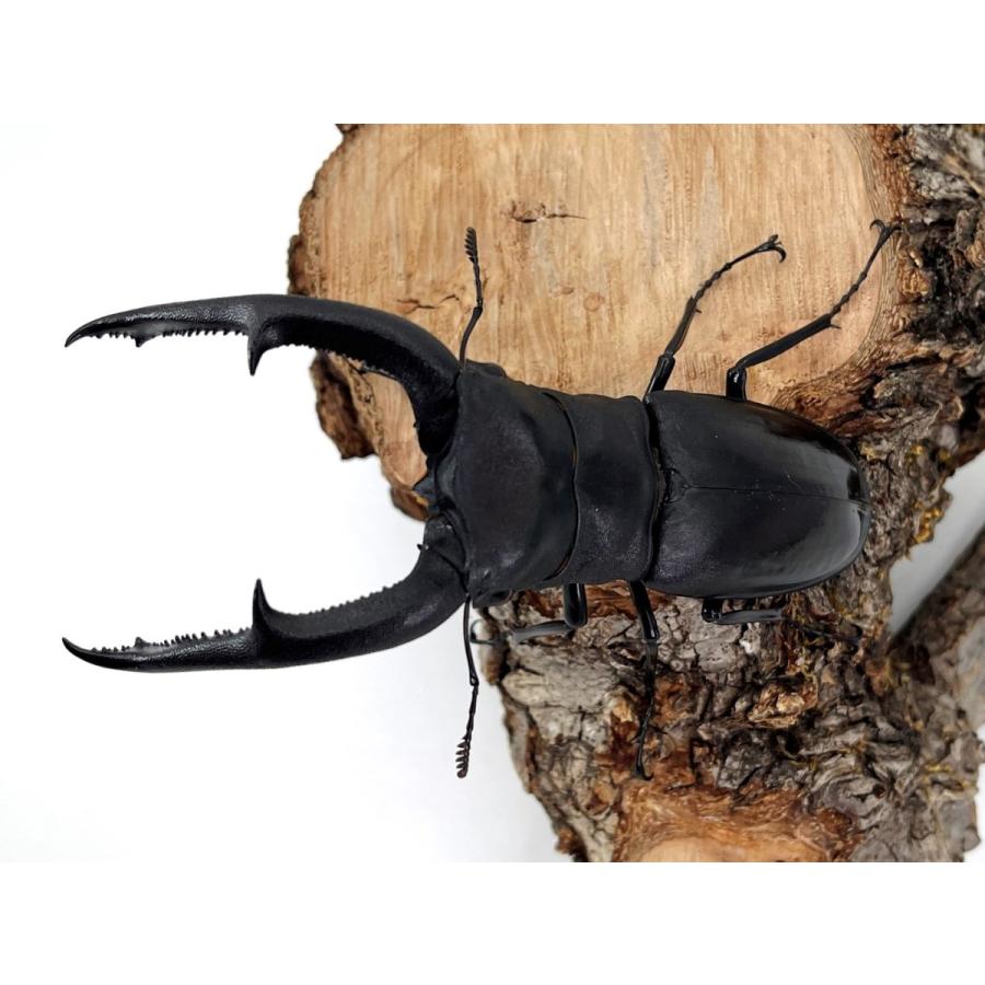 標本 委託販売 ボルネオ産 マンディブラリス 102ミリ 野外品 同梱不可 標本 委託販売 ボルネオ産 マンディブラリス 102ミリ 野外品 同