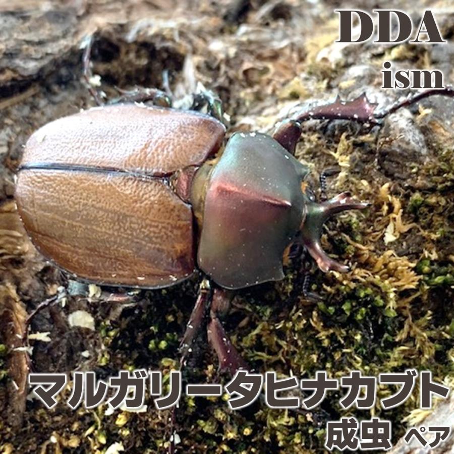 マルガリータヒナカブト 成虫2ペア