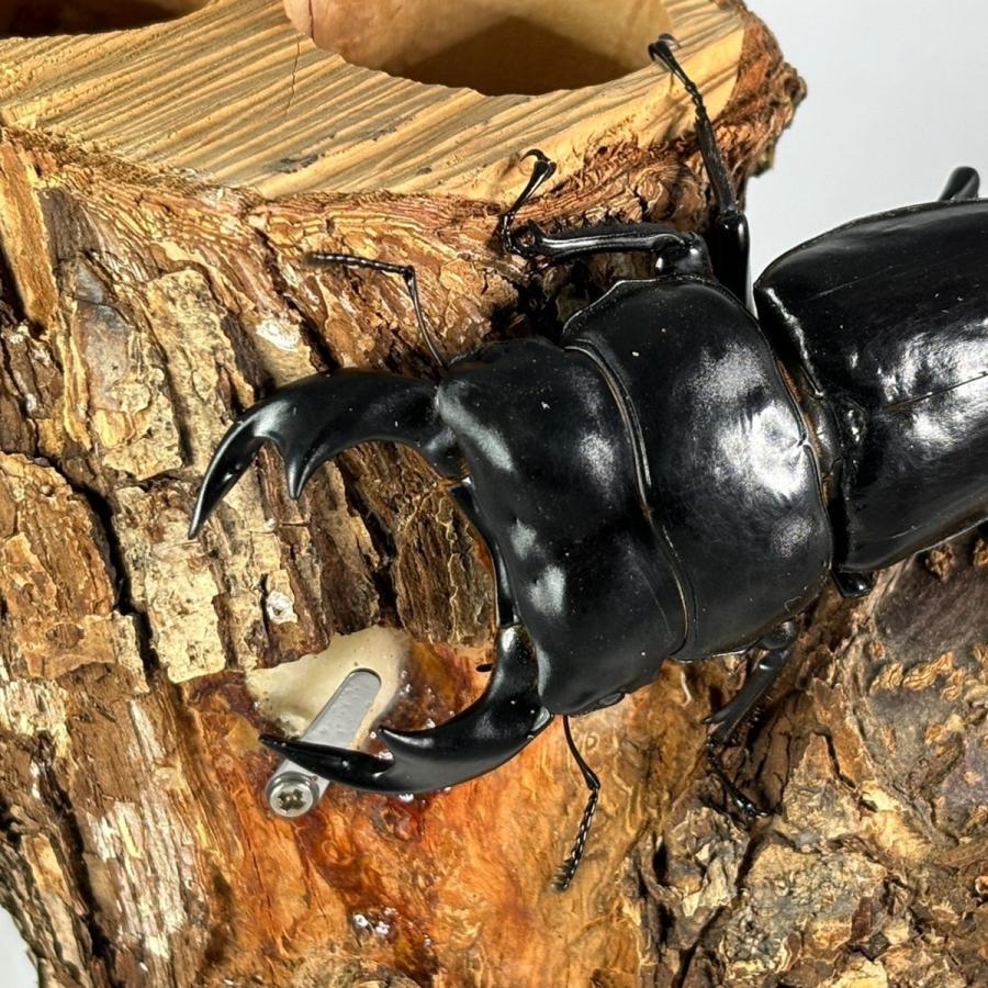 5点フルセット／ 飼育マニュアル付き クワカブ飼育・観察セット