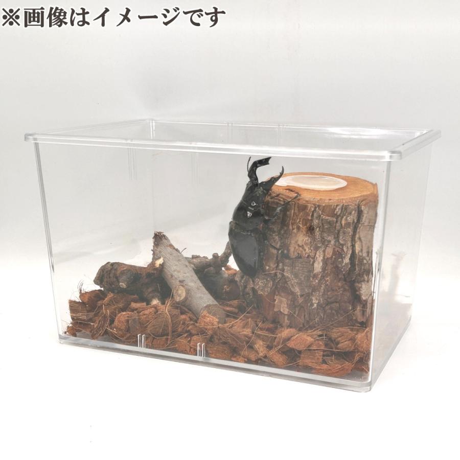 【売り切り特価】クワガタムシ カブトムシ　飼育用品セット Amazon | 成虫用 カブトムシ・クワガタムシ 飼育5点セット