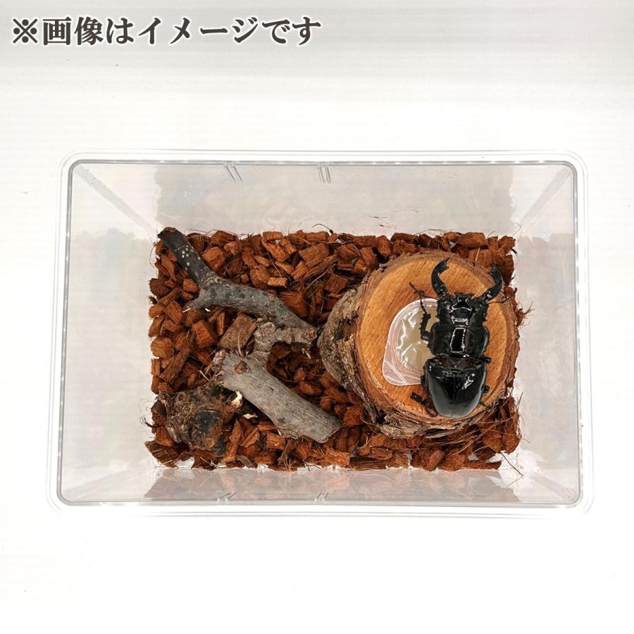 5点フルセット／ 飼育マニュアル付き クワカブ飼育・観察セット