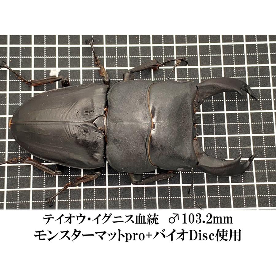 モンスターマットpro 10L×5袋セット dda クワガタ 生オガ発酵 モンスターマットpro 10L×5袋セット dda クワガタ 生オガ発酵