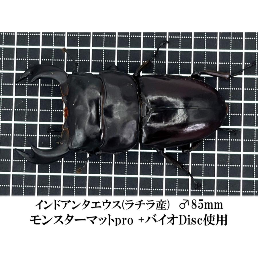 モンスターマットpro 10L×5袋セット dda クワガタ 生オガ発酵 モンスターマットpro 10L×5袋セット dda クワガタ 生オガ発酵