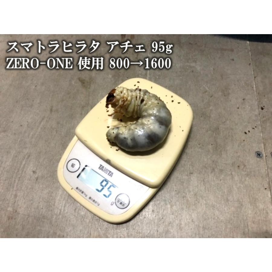 極上！ヒマラヤひらたけ菌糸瓶 800ml【10本セット】ニジイロクワガタに