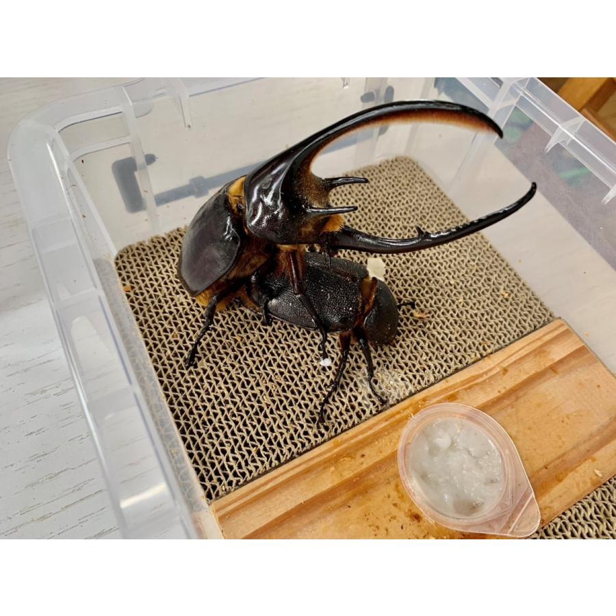 ペアリングケース 選べる2サイズ dda クワガタ カブトムシ 飼育
