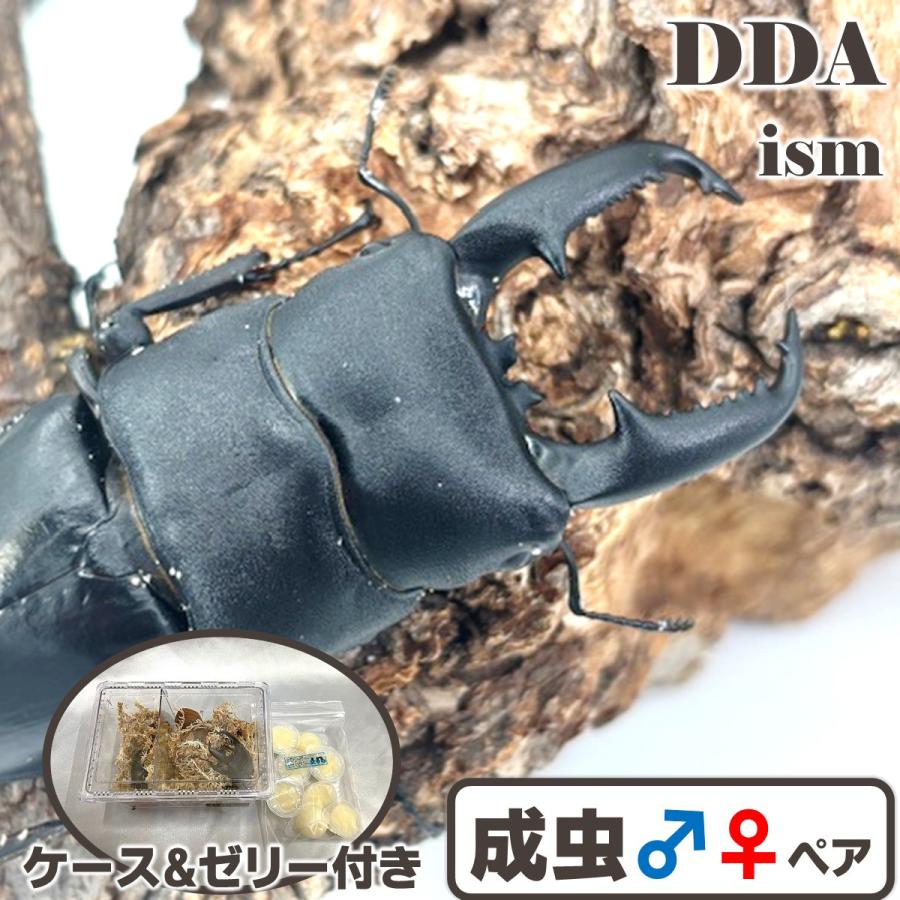 極太／ 天然個体 北パラワンオオヒラタ 成虫 WD♂70mmUP ペア