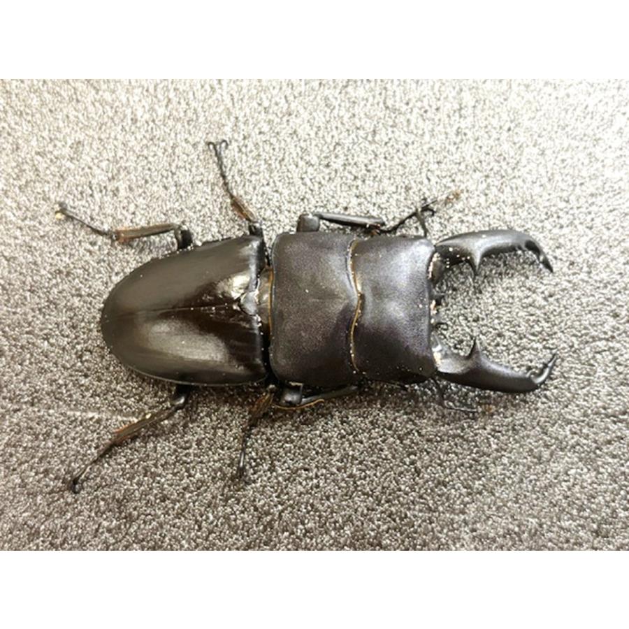 極太／ 天然個体 北パラワンオオヒラタ 成虫 WD♂70mmUP ペア