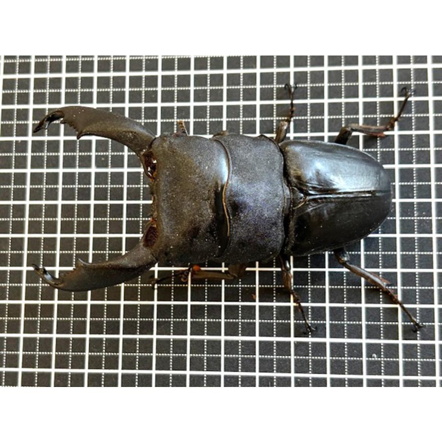 2♀付き 西ペレン・オオヒラタ 特大♂103.3-34.4-34.6mm ♀45mm(100.4