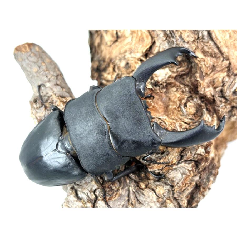 カブクワオタク カブ太郎クワ次郎 (@1978insectkbkw) / X