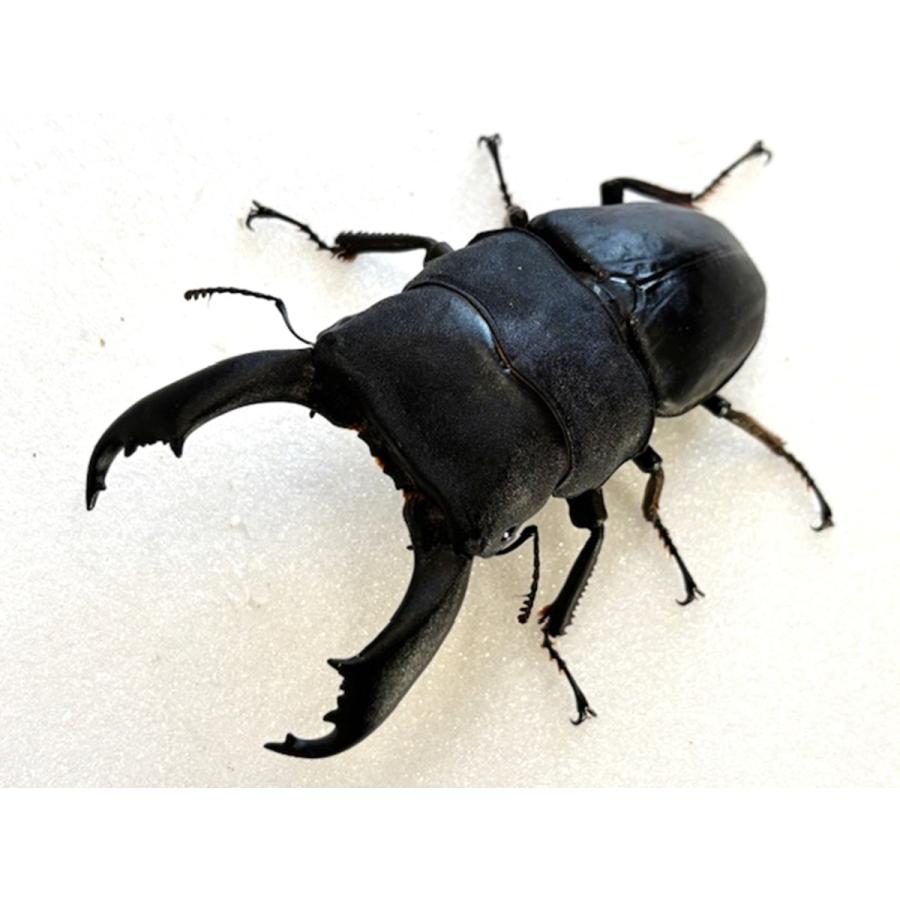 シリアルカード付き(♂95mmUP ペア)飼育品 西ペレン・オオヒラタ 成虫
