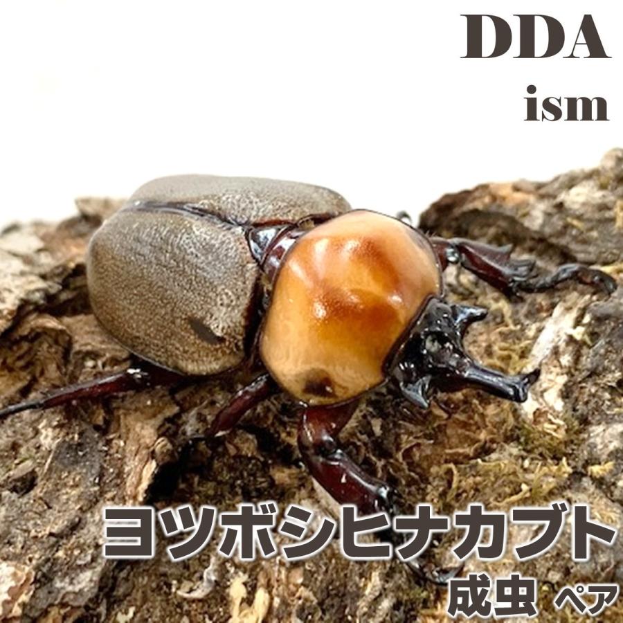 ヨツボシヒナカブトペア ヨツボシヒナカブト ペア - 昆虫ショップ ヘラクレスの里