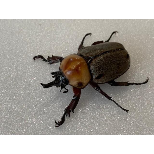 ヨツボシヒナカブト 成虫 ペア プレゼント付き dda ヒナカブト 