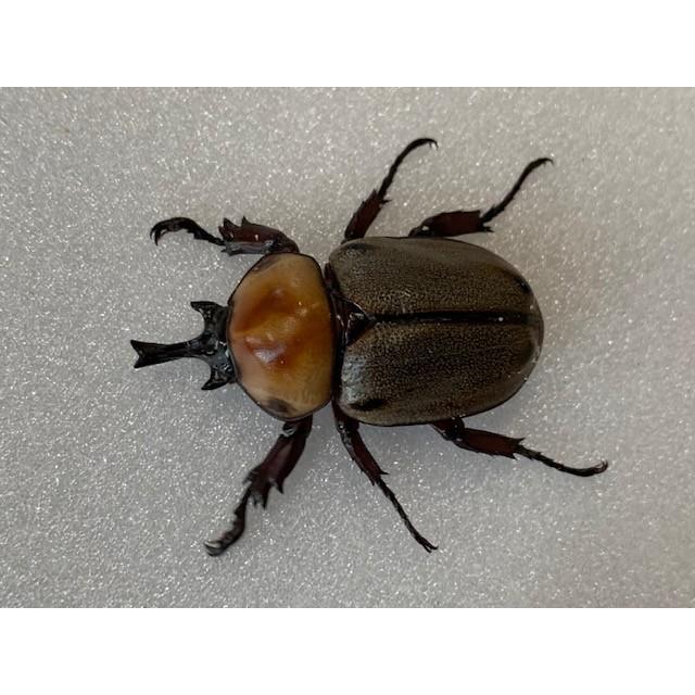 ヨツボシヒナカブトペア ヨツボシヒナカブト ペア - 昆虫ショップ ヘラクレスの里