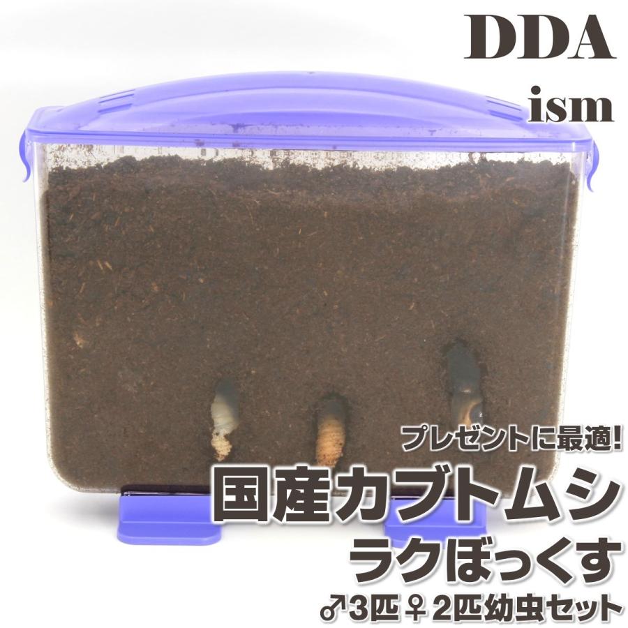国産 カブトムシ 幼虫 (♂3匹/♀2匹) ラクぼっくす+マットセット 国産 カブトムシ 幼虫 (♂3匹/♀2匹) ラクぼっくす+マットセット