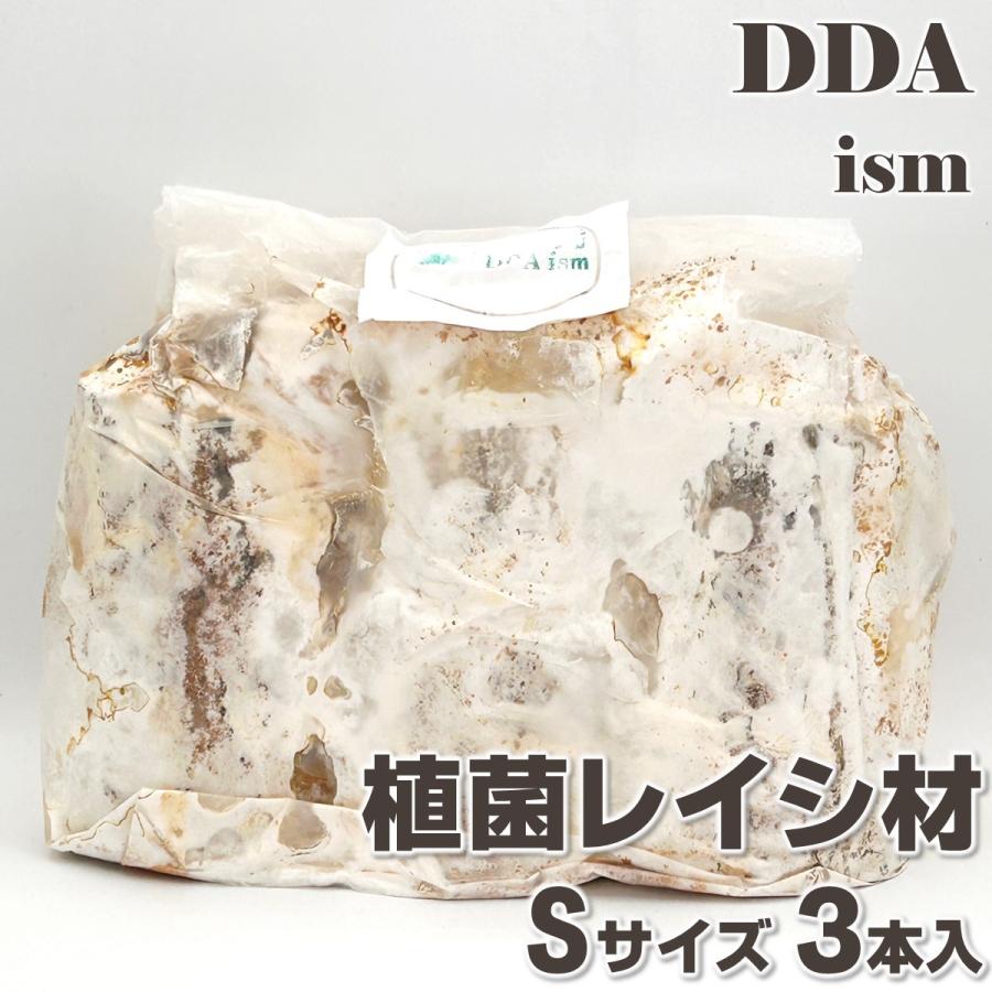 植菌レイシ材 S×3本set 加水不要 dda クワガタ 産卵木 クヌギ コナラ