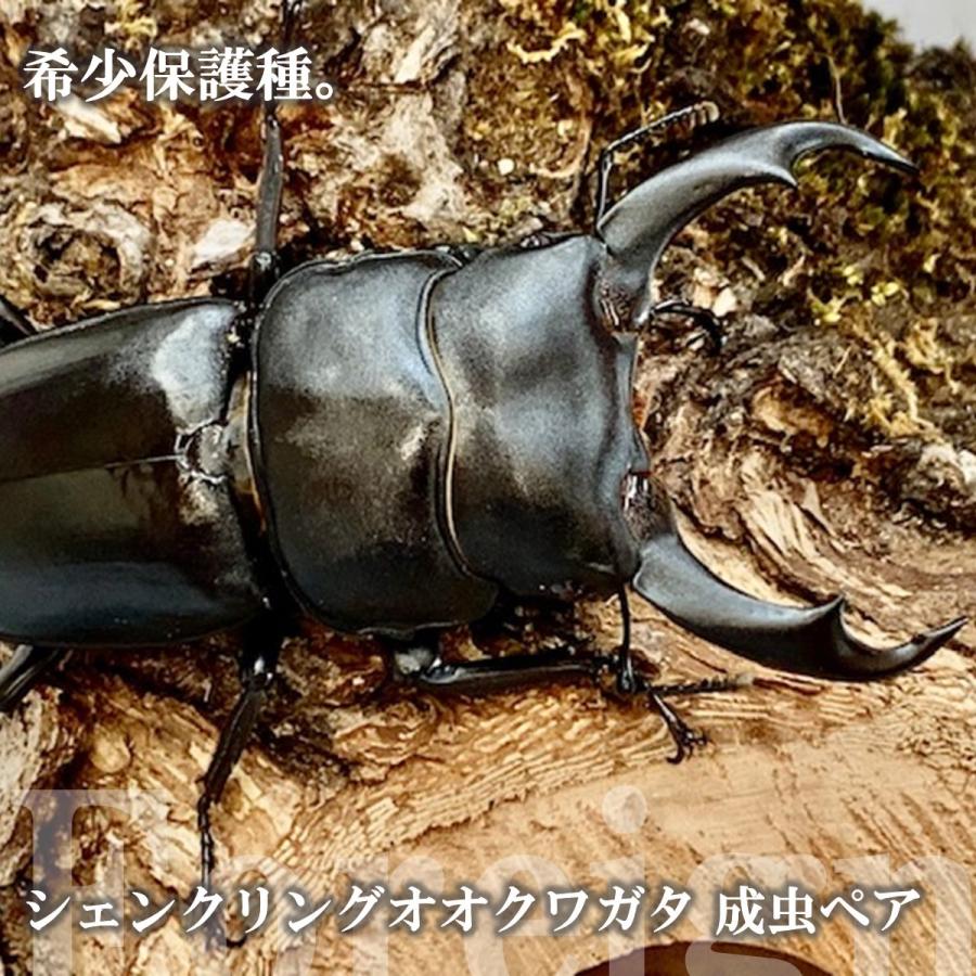 シェンクリングオオクワガタ 成虫ペア シェンクリングオオクワガタ 成虫 ♂70〜74mm ペア プレゼント付き dda