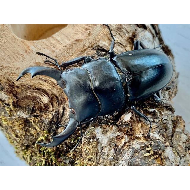 シェンクリングオオクワガタ 成虫 ♂70〜74mm ペア プレゼント