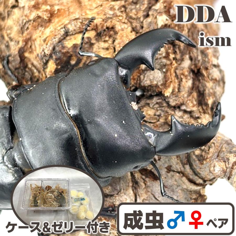 スマトラヒラタ【アチェ】成虫ペア①（カブトムシ、クワガタ） 天然 スマトラオオヒラタ/パダン産 成虫 ♂80〜84mmUP ペア プレゼント