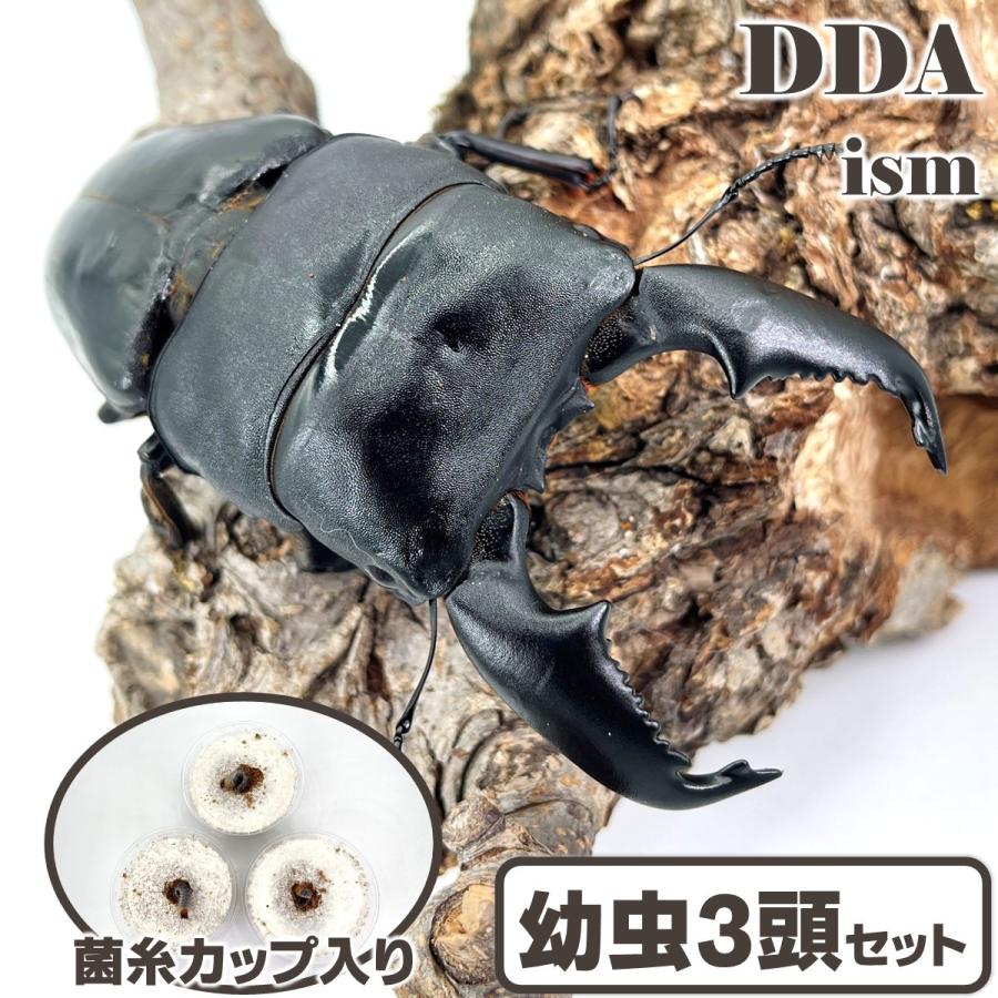 オラソワ　ヒムカ　オトマ Amazon.co.jp: オトメイト オトなつ オトマ オランピアソワレ