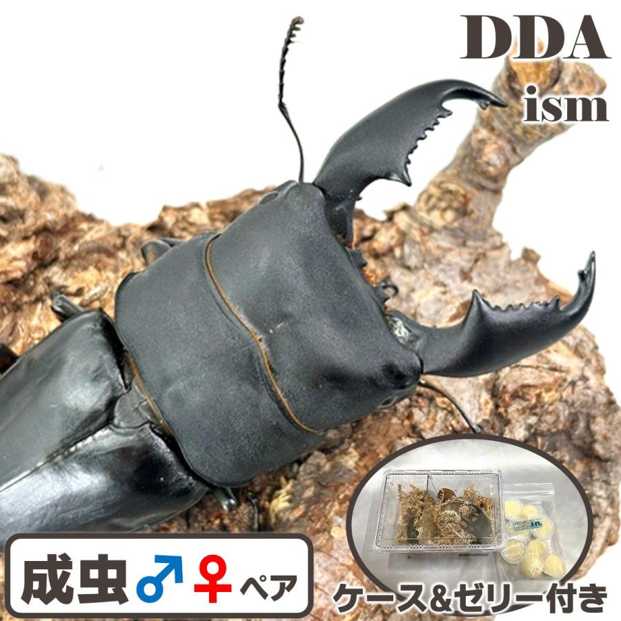 稀少 WD♂(17年ぶり)/ティターン♀ マナドヒラタ F-1 成虫 ♂85〜89mm