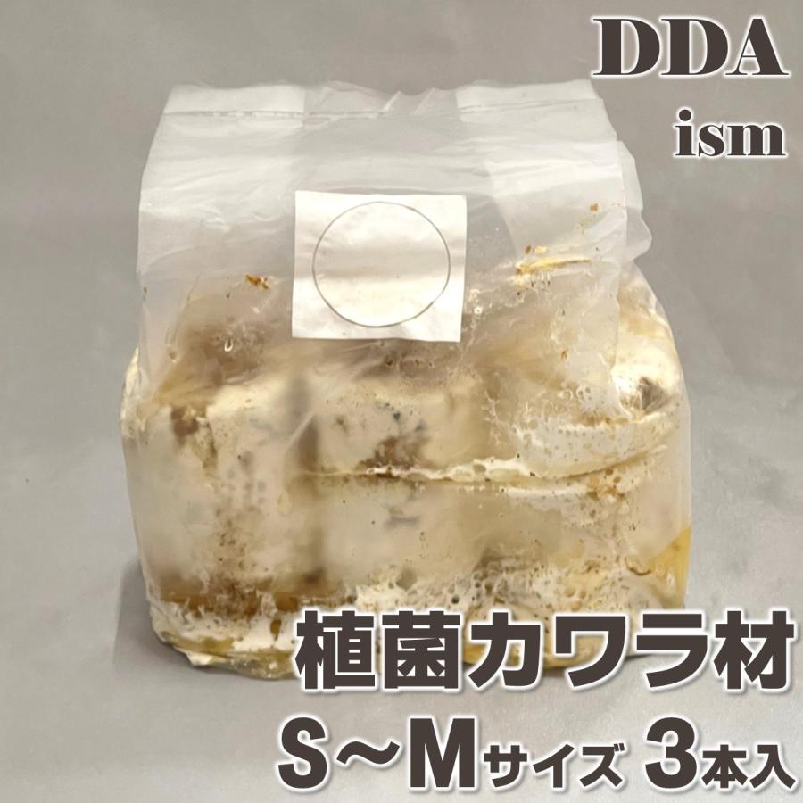 植菌カワラ材 S〜M×3本set 加水不要 dda 産卵木 クヌギ コナラ