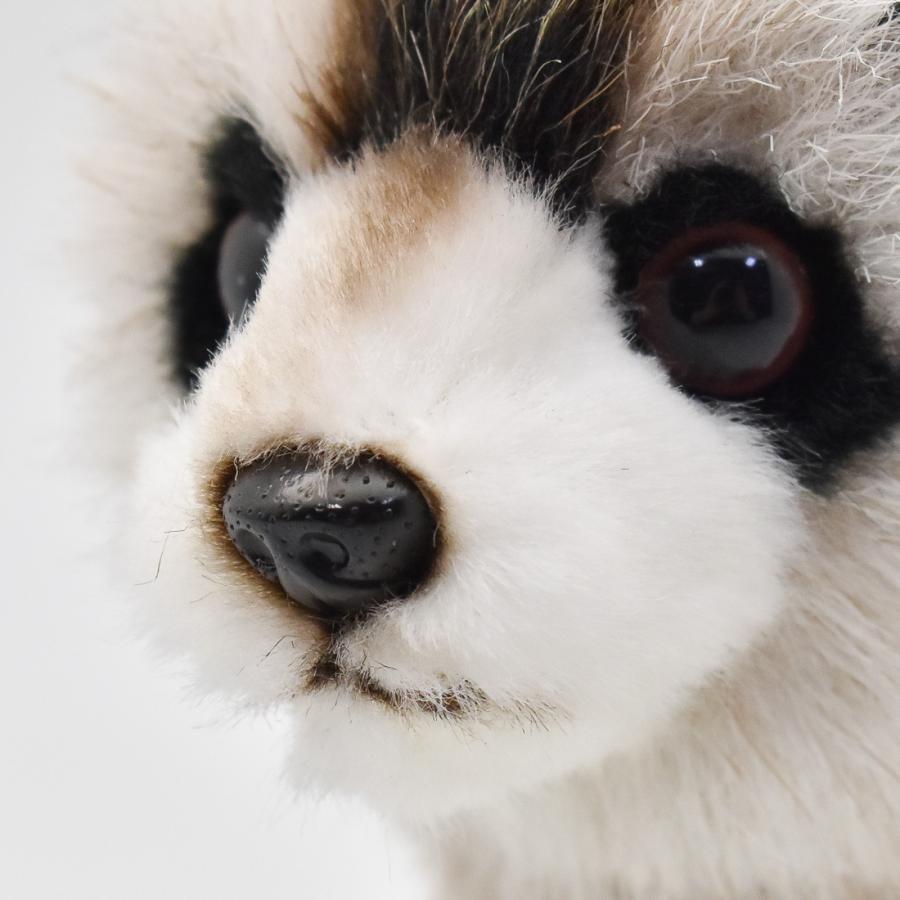 ※アライグマ(15日まで) araiguma