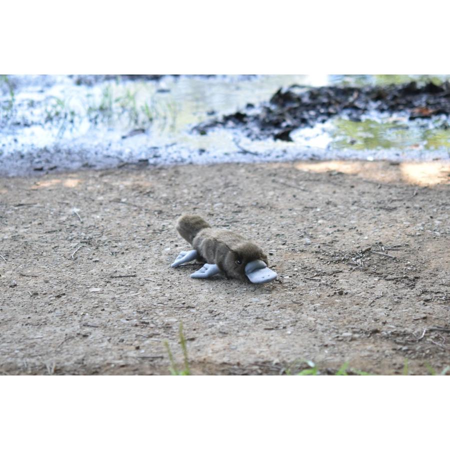 BH3250 カモノハシ HANSA　かものはし とり トリ 鳥 ぬいぐるみ リアル | HANSA（ぬいぐるみ） | 09