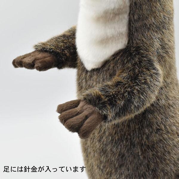 カワウソ カワウソさくら on X: 